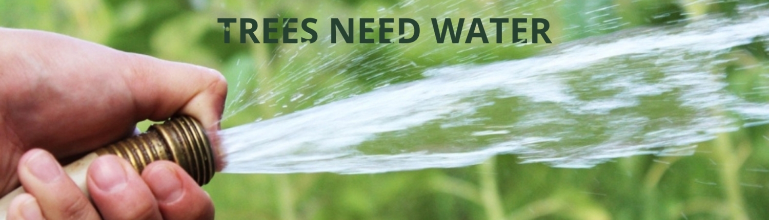 trees need water